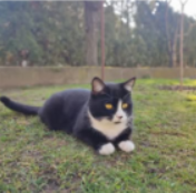 Zaginęła kotka Maszka