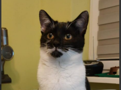 Zaginął kot Boguś