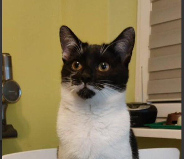 Zaginął kot Boguś