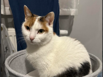 Zaginęła kotka Frosia