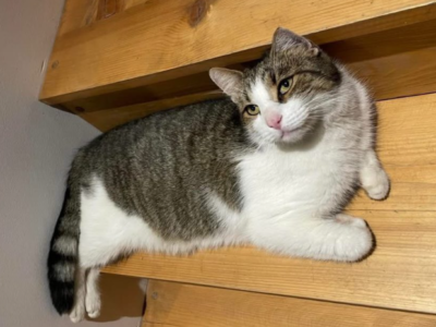 Zaginął kot Zakopane