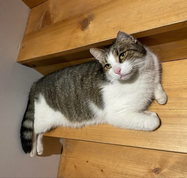 Zaginął kot Zakopane