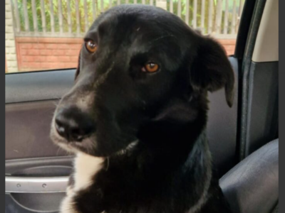 Zaginął piesek MAX