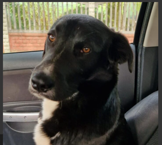 Zaginął piesek MAX