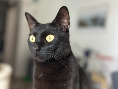 Zaginął czarny kocurek Kudi