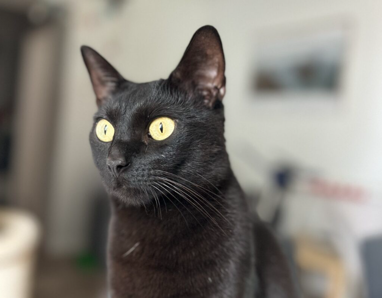 Zaginął czarny kocurek Kudi