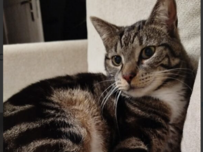 Zaginął kotek Tojfel