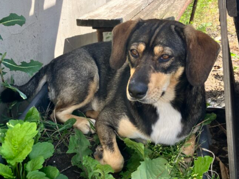 Zaginął Piesek (Michałowice / Kraków)