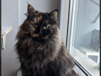 Zaginęła kotka Yui