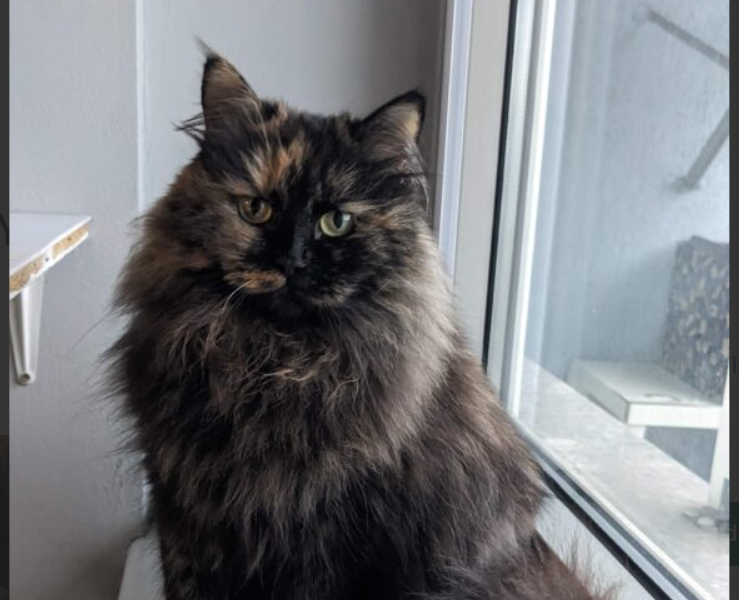 Zaginęła kotka Yui