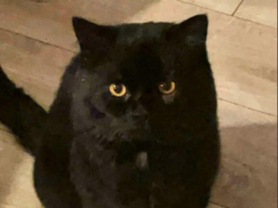 Zaginął Kocurek Puszek