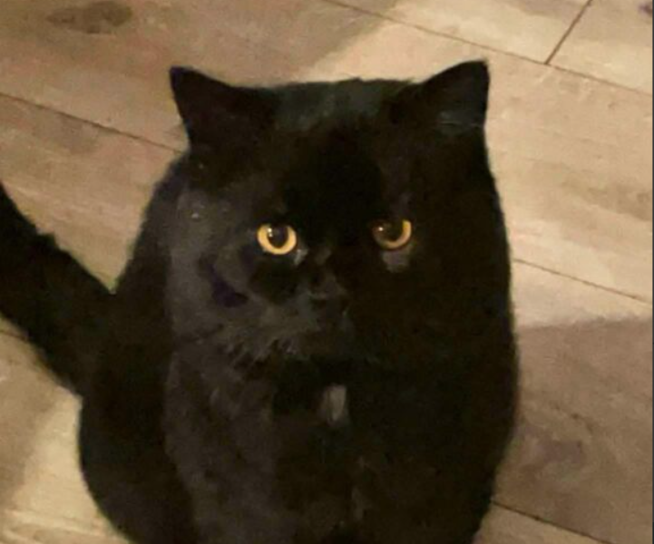 Zaginął Kocurek Puszek