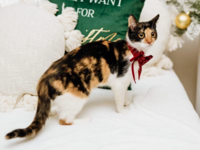 Zaginęła kotka szylkretowa