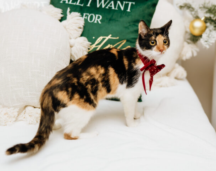 Zaginęła kotka szylkretowa