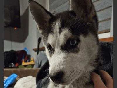 Zaginęła sunia Luna