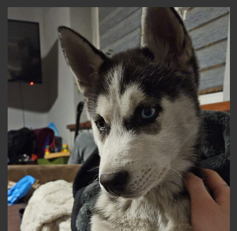 Zaginęła sunia Luna