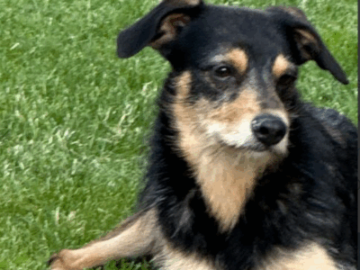 ZAGINĘŁA SUNIA W JASKROWIE