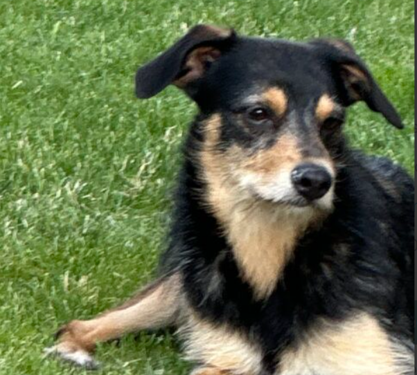 ZAGINĘŁA SUNIA W JASKROWIE