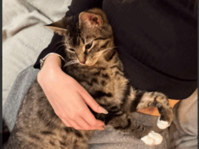 Zaginął pięciomiesięczny kotek