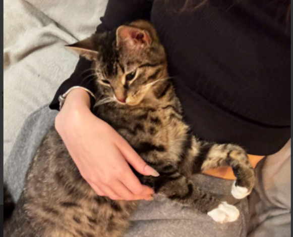 Zaginął pięciomiesięczny kotek