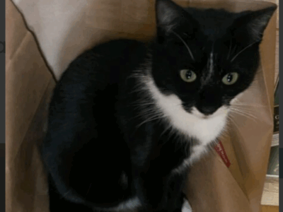 Zaginęła kotka Lola