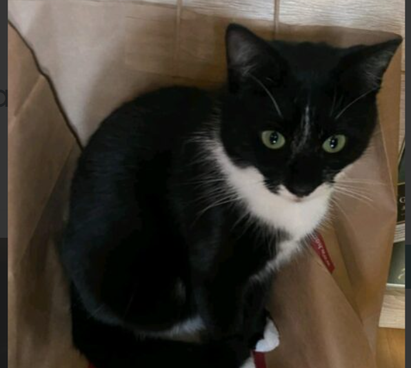 Zaginęła kotka Lola