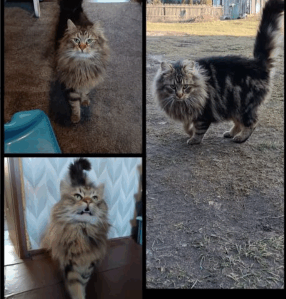 Zaginął kotek Puszek