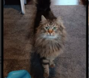 Zaginął kotek Puszek