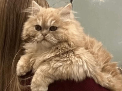 Zaginął Kotek Perski