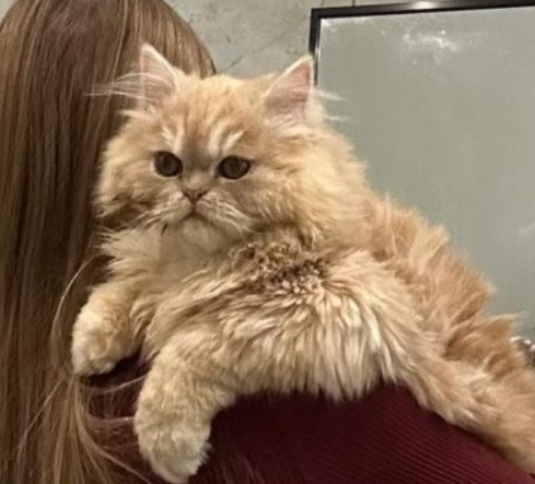 Zaginął Kotek Perski