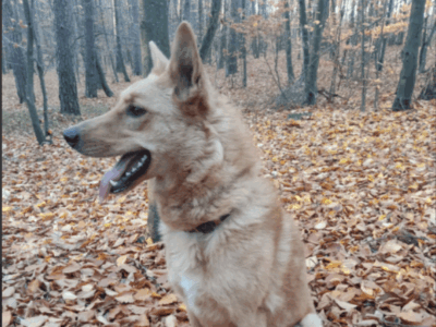 Zaginął Pies (Inka)