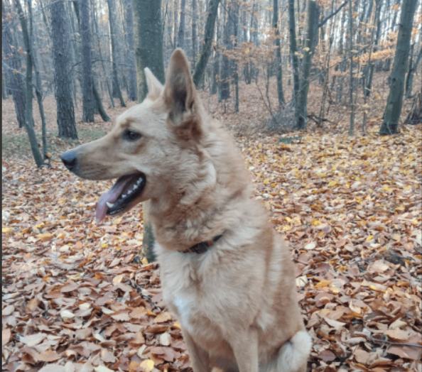 Zaginął Pies (Inka)