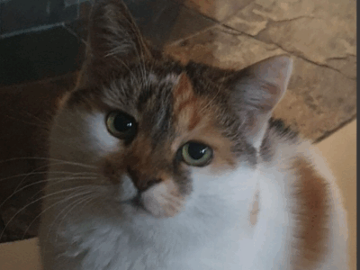 Poszukujemy kotki Feli