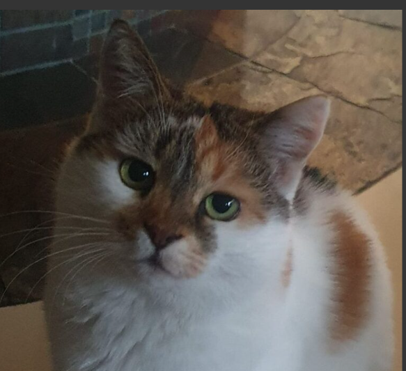 Poszukujemy kotki Feli