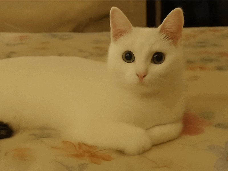 Zaginęła kotka Lodzia