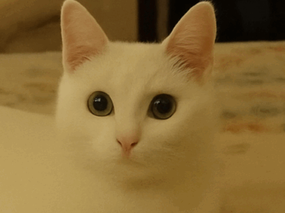 Zaginęła kotka Lodzia