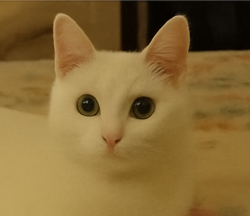 Zaginęła kotka Lodzia