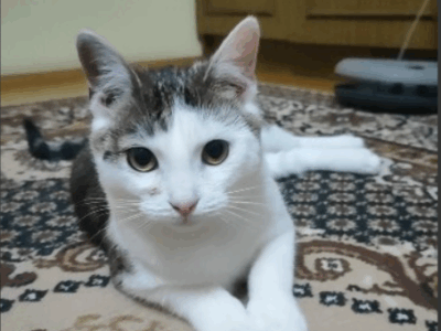 Zaginęła kotka Monia