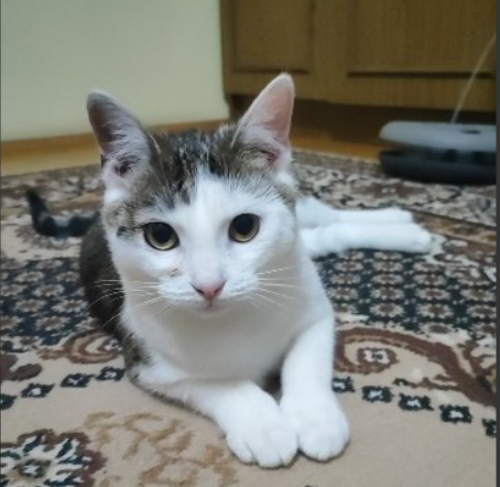 Zaginęła kotka Monia