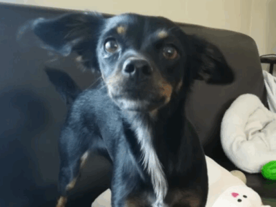 Zaginęła sunia Fibi