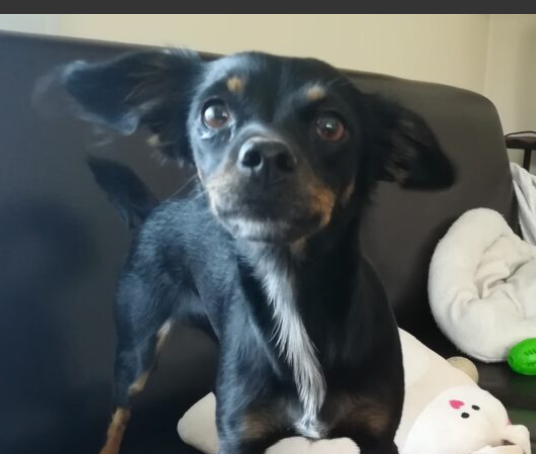 Zaginęła sunia Fibi