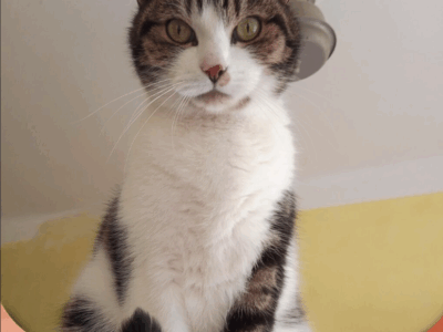 Zaginął kot Juluś