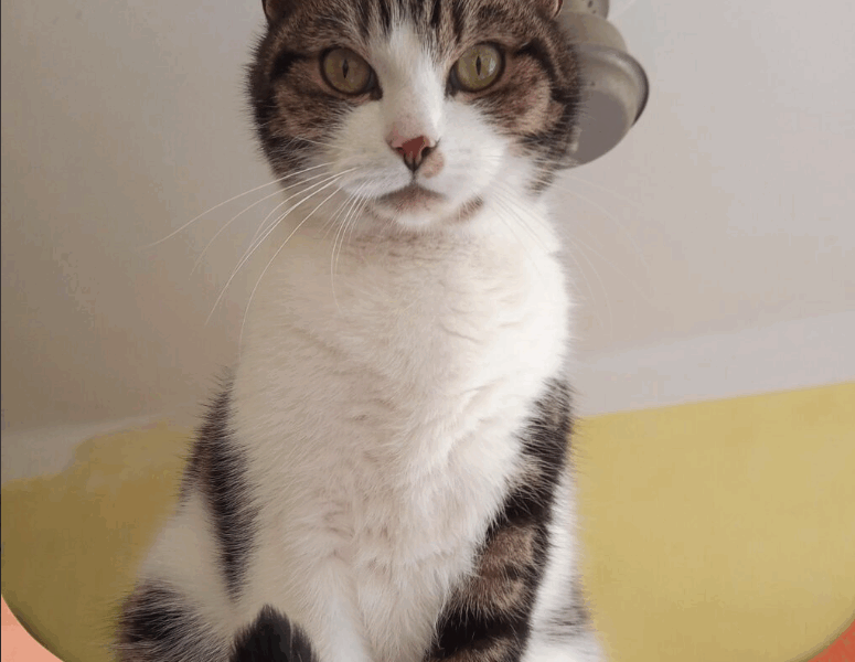 Zaginął kot Juluś