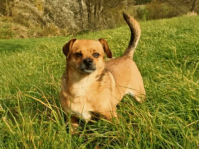 Zaginął piesek Skubi