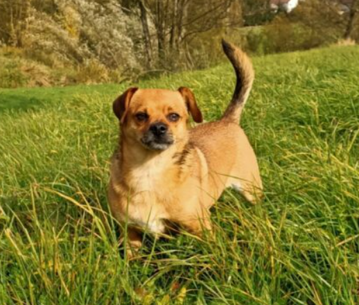 Zaginął piesek Skubi