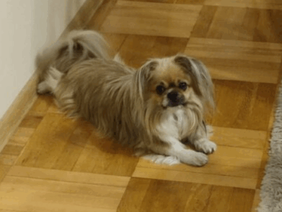 Zaginął piesek Mikuś