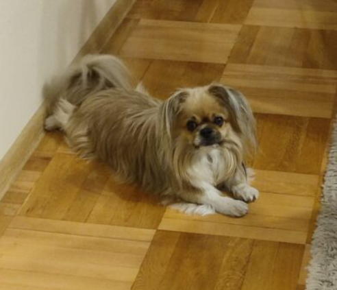 Zaginął piesek Mikuś