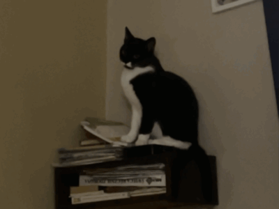 Zaginął kotek Plag