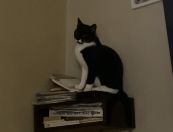 Zaginął kotek Plag