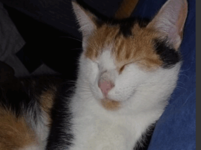 Zaginęła kotka - Alpa